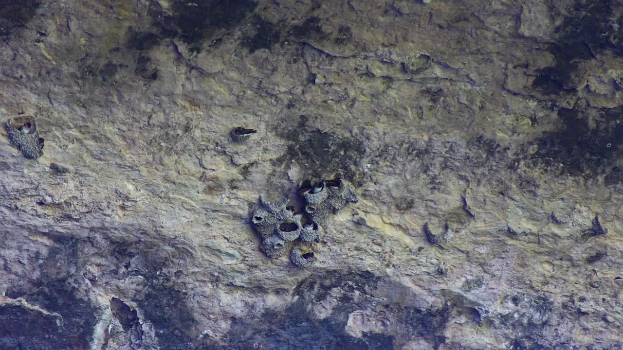 este es un video estático de golondrinas de acantilado y su nido en la parte inferior de una cueva