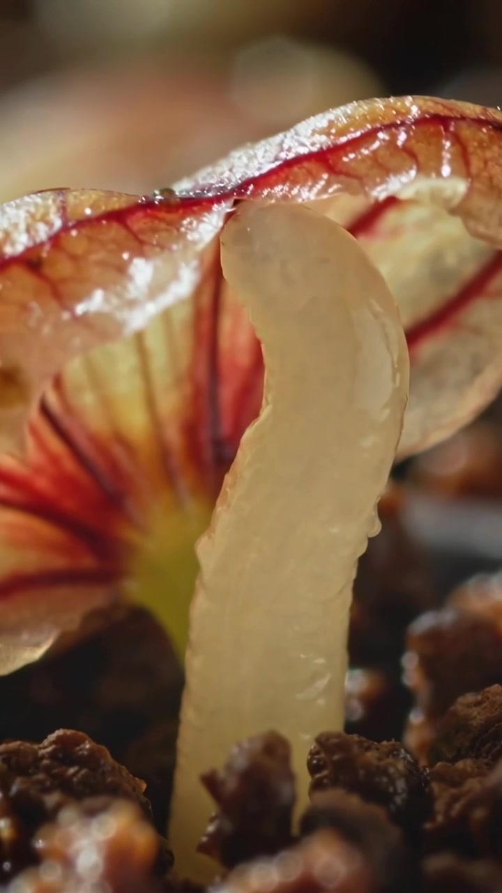 Vídeo vertical: Pequeno caule de cogumelo crescendo surgindo após a umidade no composto, revelando as lamelas.