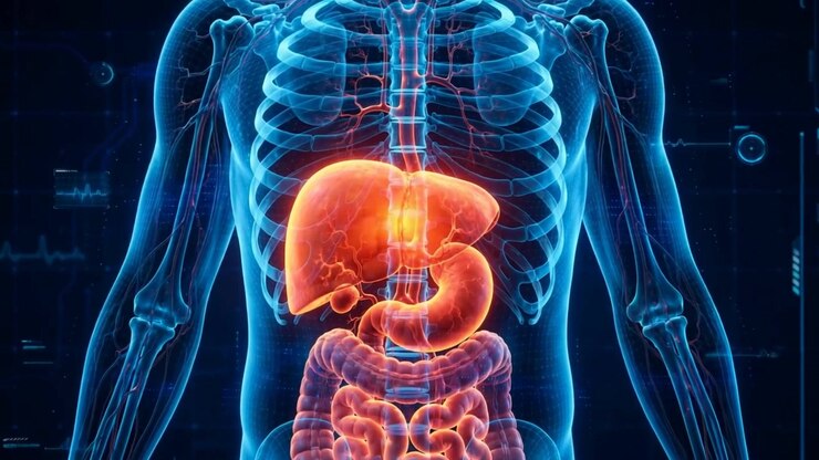 Full-Body Scan Visualization With The Human Liver Glowing Warmly At The Center Of A Translucent Torso