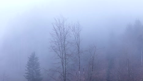 Luftaufnahme-Einer-Umlaufbahn-Um-Hohe-Bäume-In-Einem-Magischen,-Nebligen-Bergwald