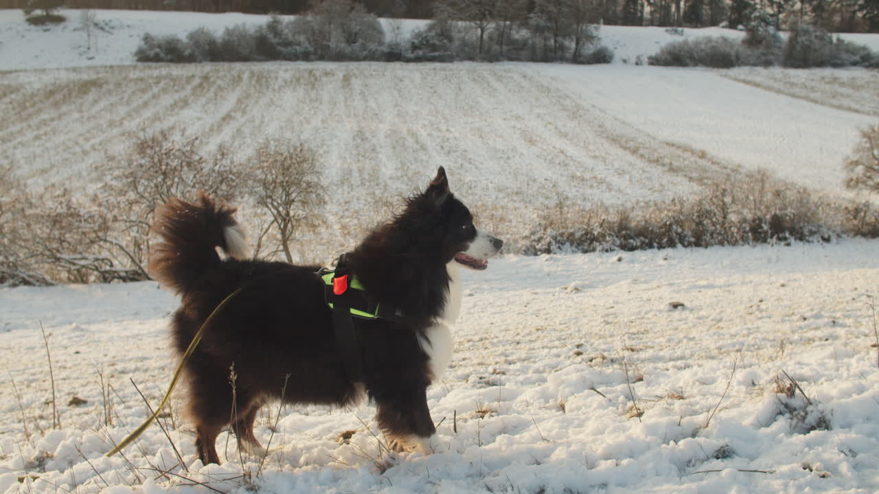 toma amplia, cámara en mano, de un perro de pura raza parado en la nieve, moviendo la cola y rascando el suelo.