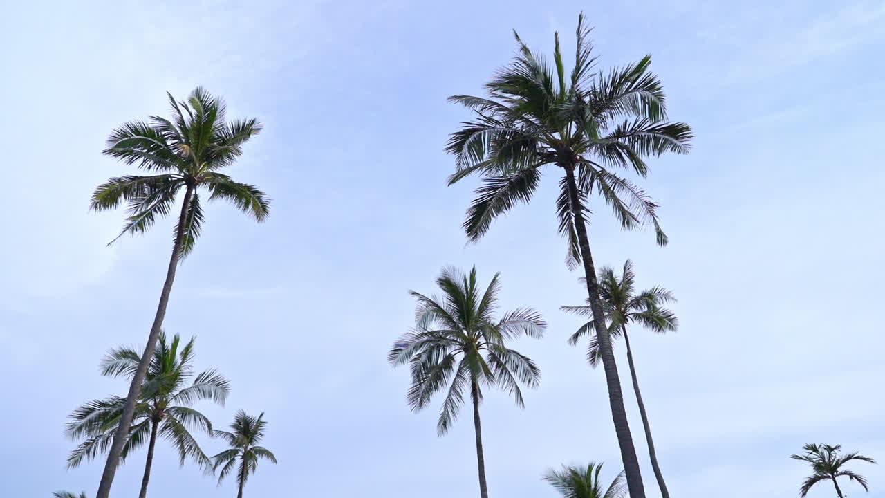 Low angle of palm trees. Slow motion