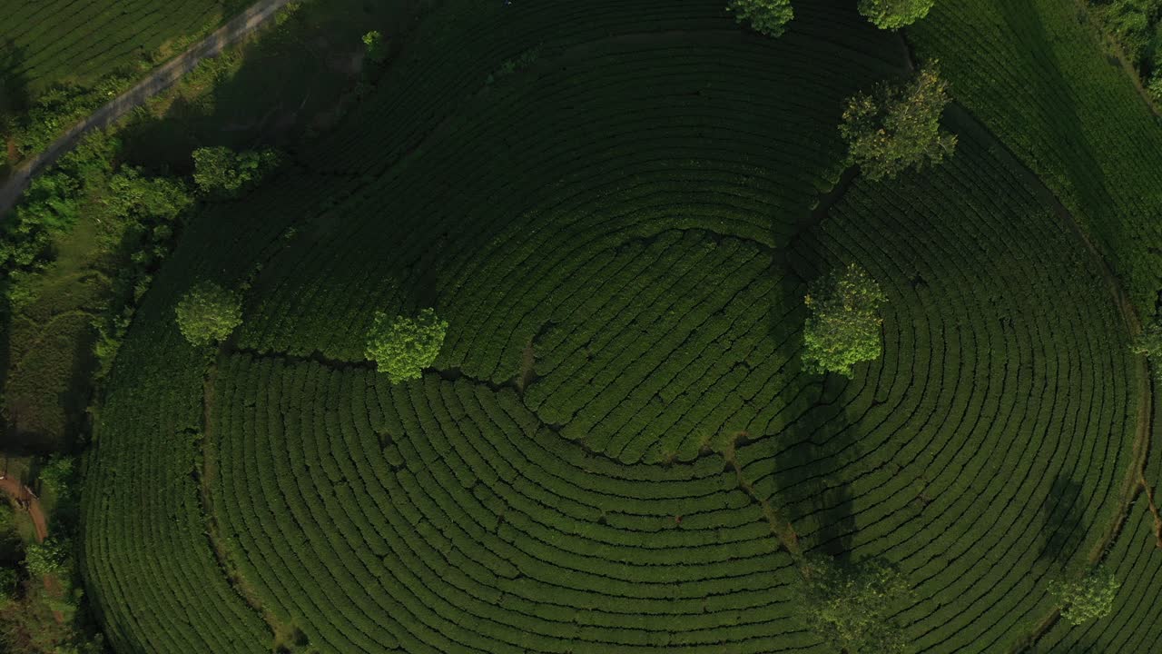 Vista aerea della collina del tè di Long Coc, Vietnam.
