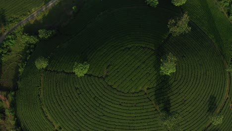 Aerial-view-of-Long-Coc-tea-hill,-Vietnam