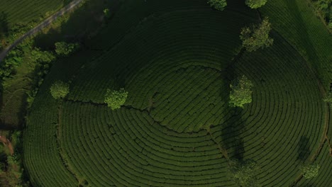 vista aérea de la colina del té de long coc, en vietnam