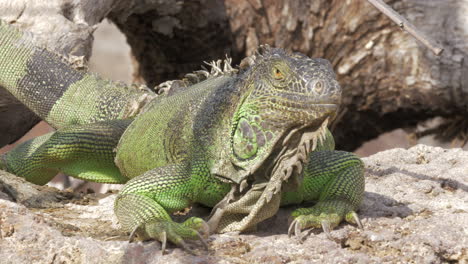 iguana verde acostada al sol