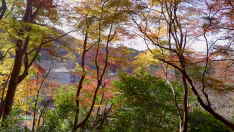 slow motion slider over forest foliage with autumn colors