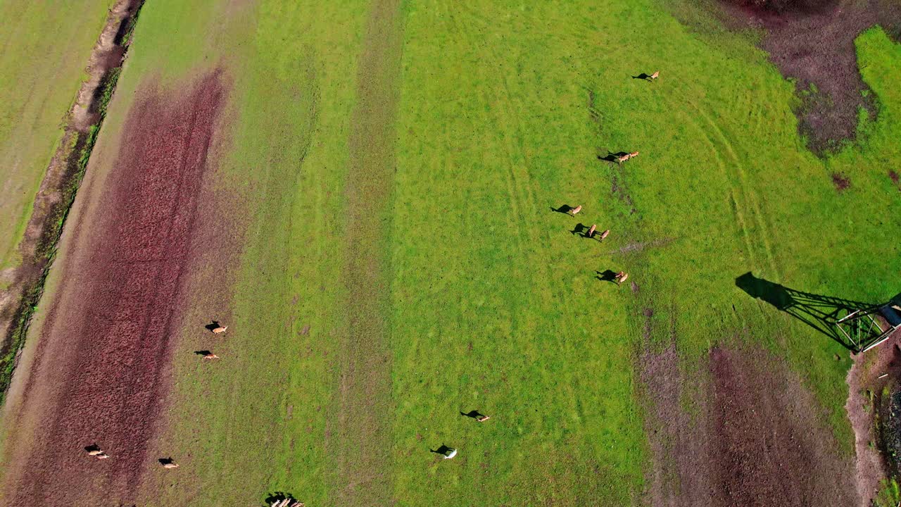 Herd of deer grazing peacefully in a lush green field from above