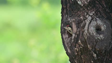 A-nestling-almost-ready-to-fledge-checking-the-world-around-while-calling-for-its-parents-to-come-and-feed,-Speckle-breasted-Woodpecker-Dendropicos-poecilolaemus,-Thailand