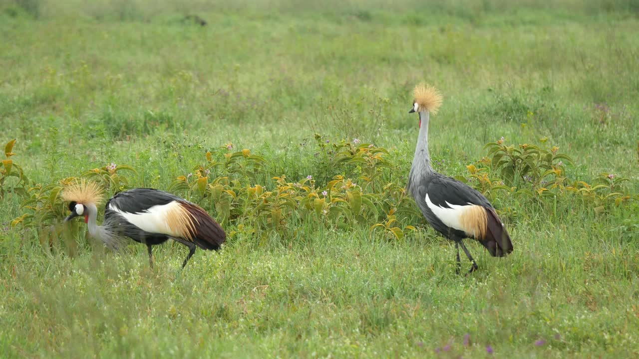 Grey Crowned Crane birds Tanzania safari live fauna nature Balearica regulorum