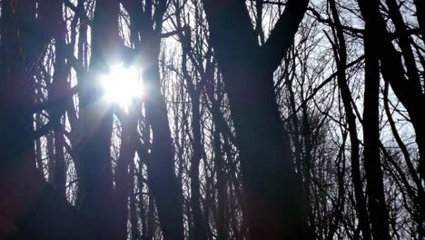 woodland forest silhouette tree trunks, sunshine shining through branches