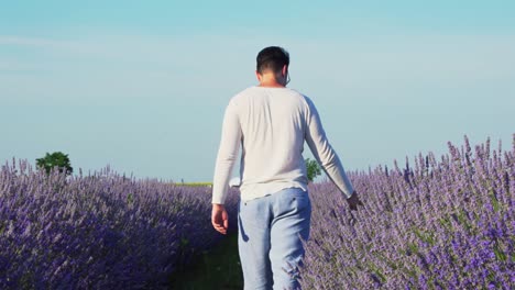 Vista-Trasera-Del-Hombre-Caminando-Y-Tocando-Flores-De-Lavanda-En-El-Campo---Toma-Amplia