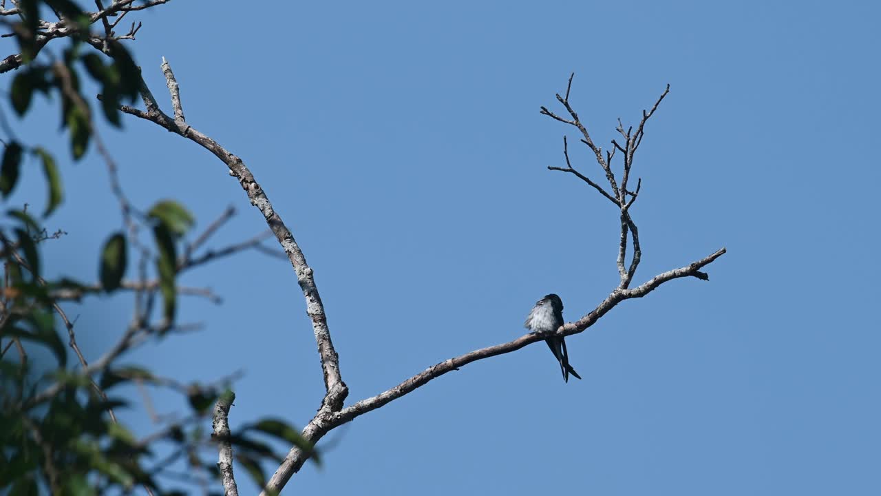 푸른 하늘을 배경으로 벌거벗은 나뭇가지에 앉아 등을 바라보고 동시에 손질하는 모습, 회색 엉덩이 나무 위프트 헤미프로네 롱기페니스, 카엥 크라찬 국립공원, 태국