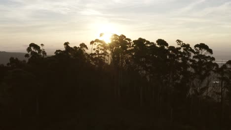 Sunset-With-Trees-In-Foreground