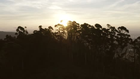 puesta de sol con árboles en primer plano