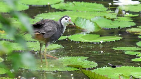 white-breasted waterhen preening its wings while resting on lily pad in pond. closeup shot