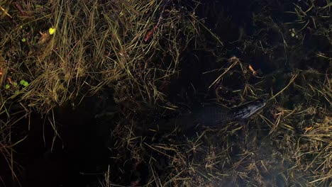 alligator moving through the dark swamp above view