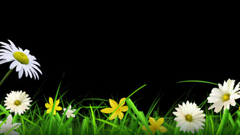Loop-animation-of-beautiful-flower-and-grass-transparent-background-with-an-alpha-channel.
