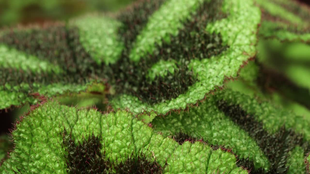 Closer view and tilt up camera movement from a Begonia masoniana 'rock' plant