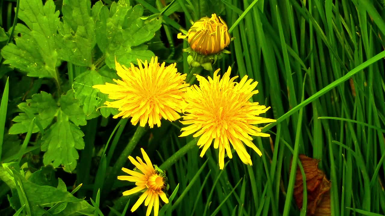 Close-up Dandelion flowers on a grass verge