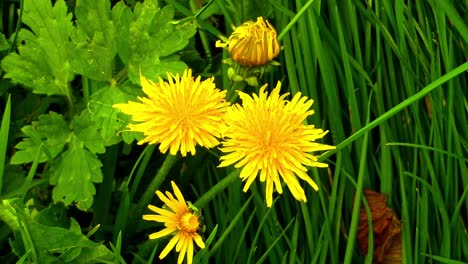 close-up dandelion flowers on a grass verge