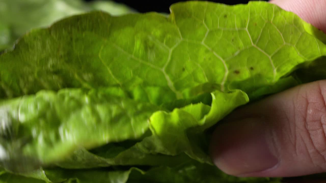 Lähikuva tuoreen roomansalaatin rakenteesta kädessä.