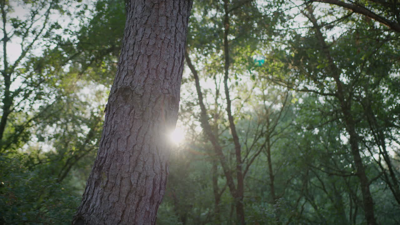 el sol aparece detrás del pino en un bosque