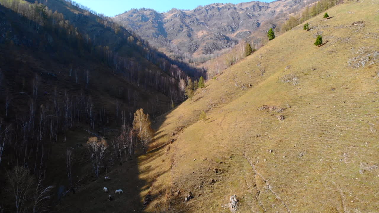 Sunlit Mountain Valley with Grazing Animals