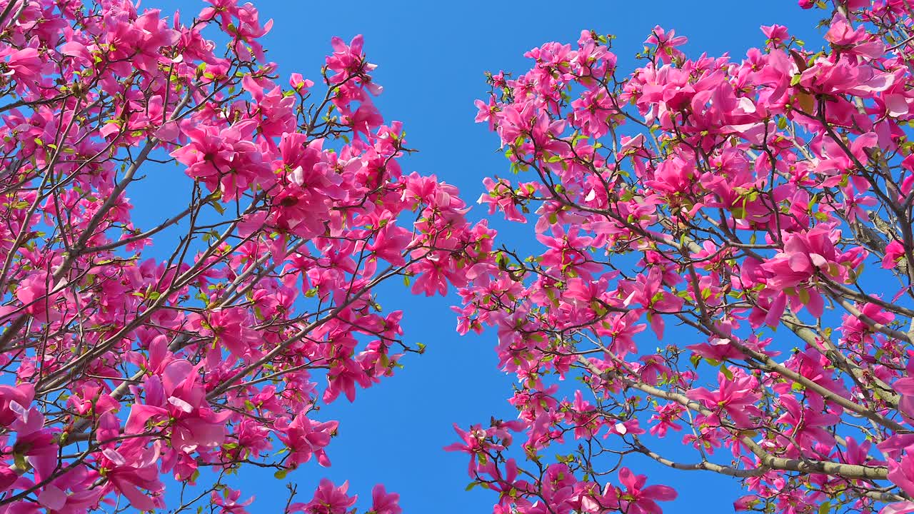 Close up of pink magnolia trees in with the blue sky on the background
