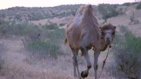 Camel-Walking-Through-Grass