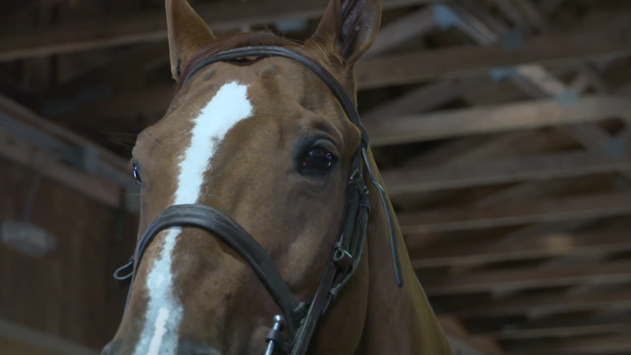 un caballo de espectáculo marrón oscuro sacude la cabeza