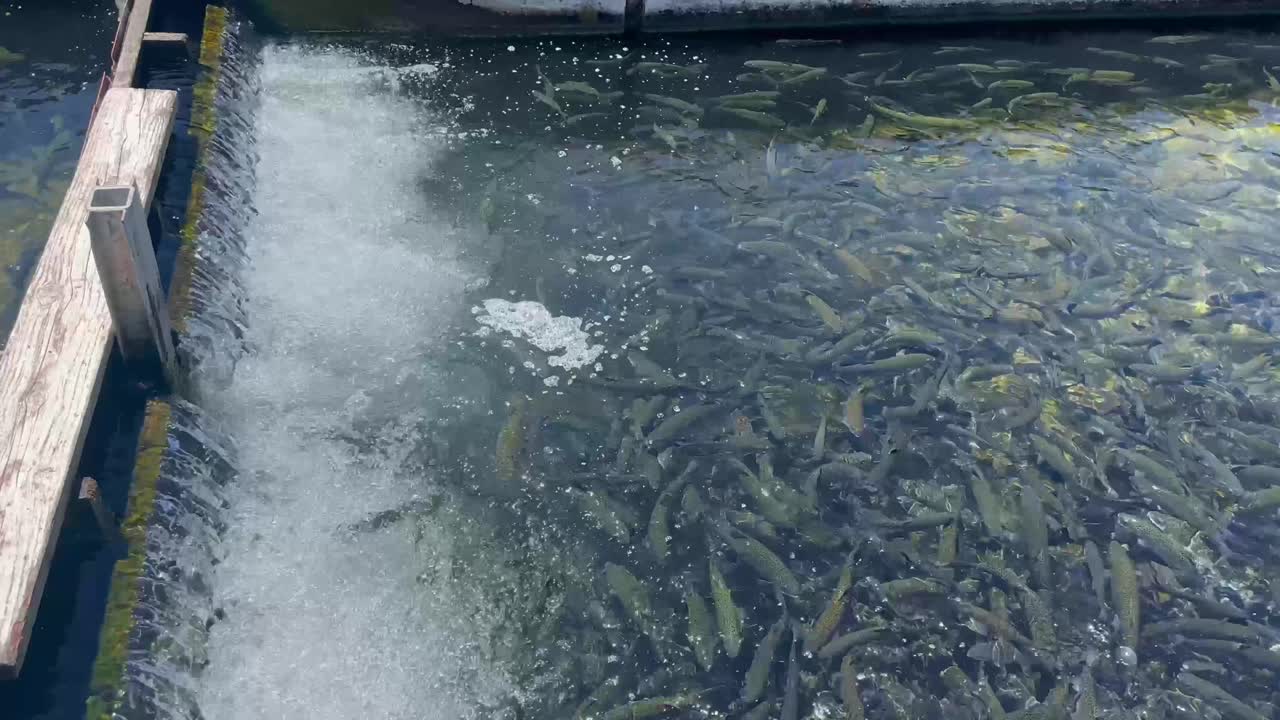 캘리포니아 주 필모어 (fillmore) 에 있는 필모어 어류 양식소.