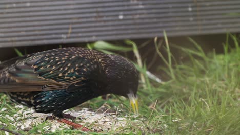 Cerca-De-Majestuoso-Pájaro-Estornino-Común-En-Busca-De-Comida-En-El-Suelo-De-Hierba