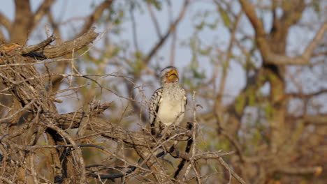 Yellow-hornbill-eating-a-fruit-on-a-branch,-then-taking-off-flying-away