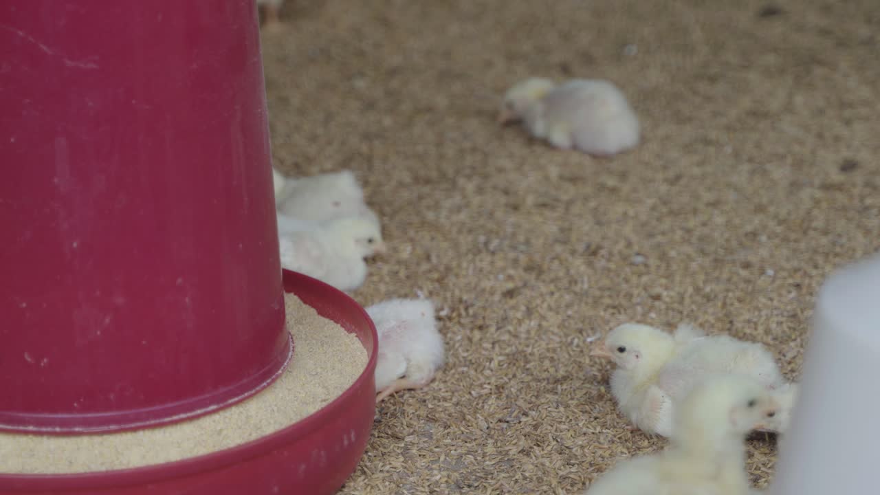 There are baby chickens in the poultry farm.