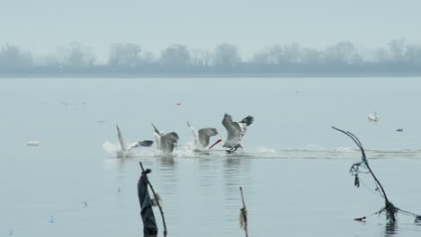 Group-of-Dalmatian-Pelicans-spread-their-wings-and-dive-to-hunt-fish-low-motion-lake-kerkini-Greece