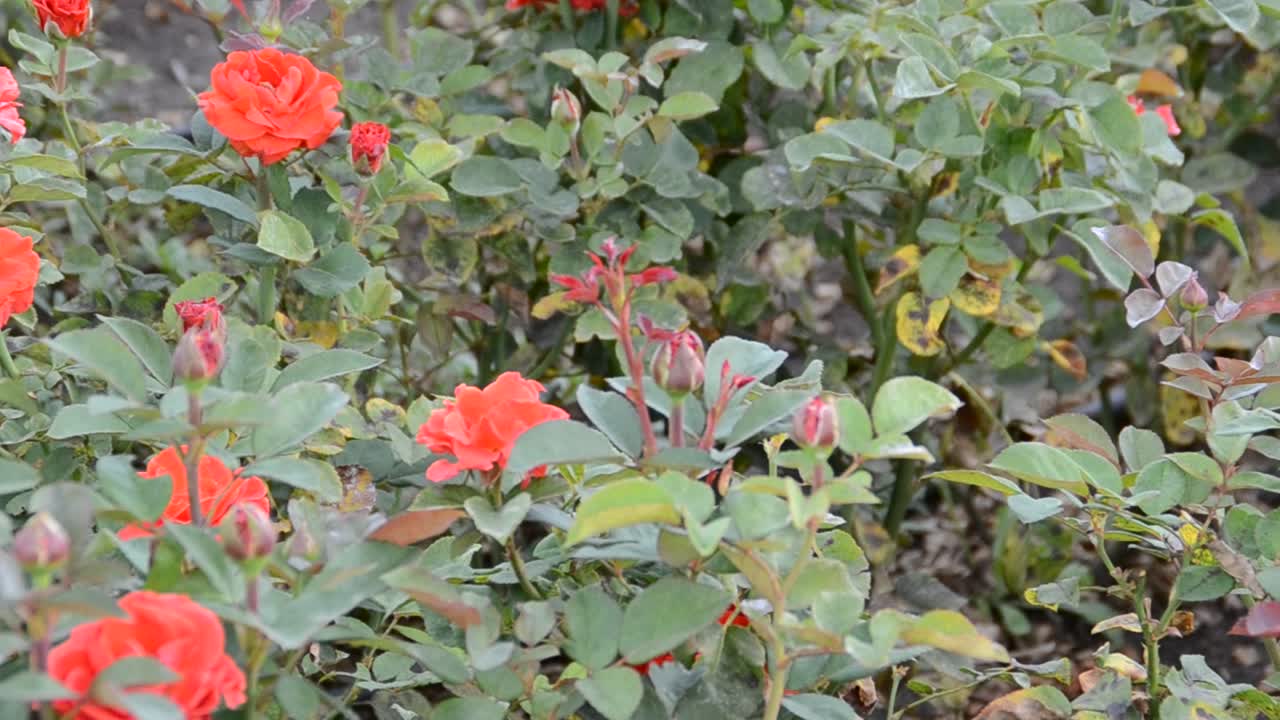 flor (flor)