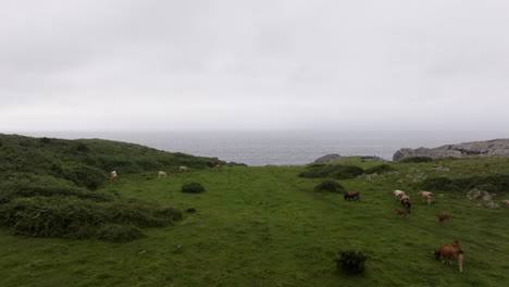 coastal pasture with cows