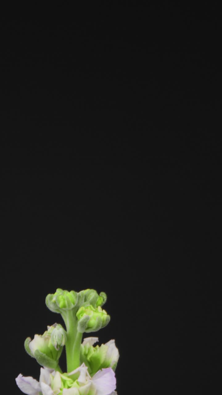 disparo vertical de un ramo de rosas y púrpuras