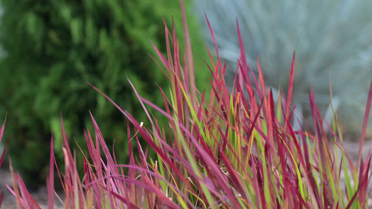 Bright red ornamental grass with green and purple accents