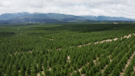 forestry area with pine trees, natural resource for humans, aerial