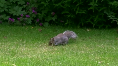 ardilla gris olfateando y buscando comida en el césped verde