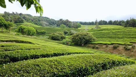 beautiful green leaves on tea plantation on são miguel island, azores