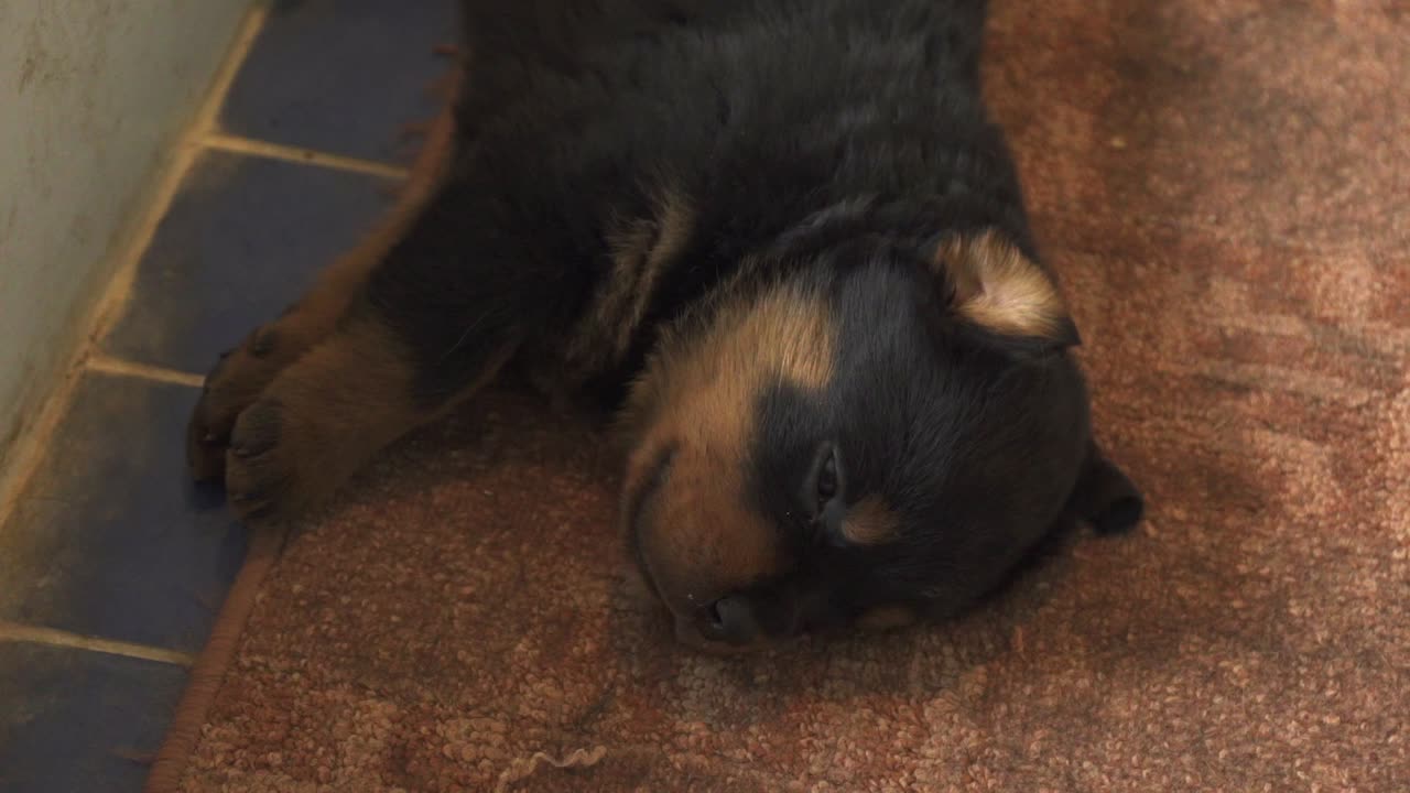 cachorro de pura raza rottweiler somnoliento y cansado tirado en el suelo