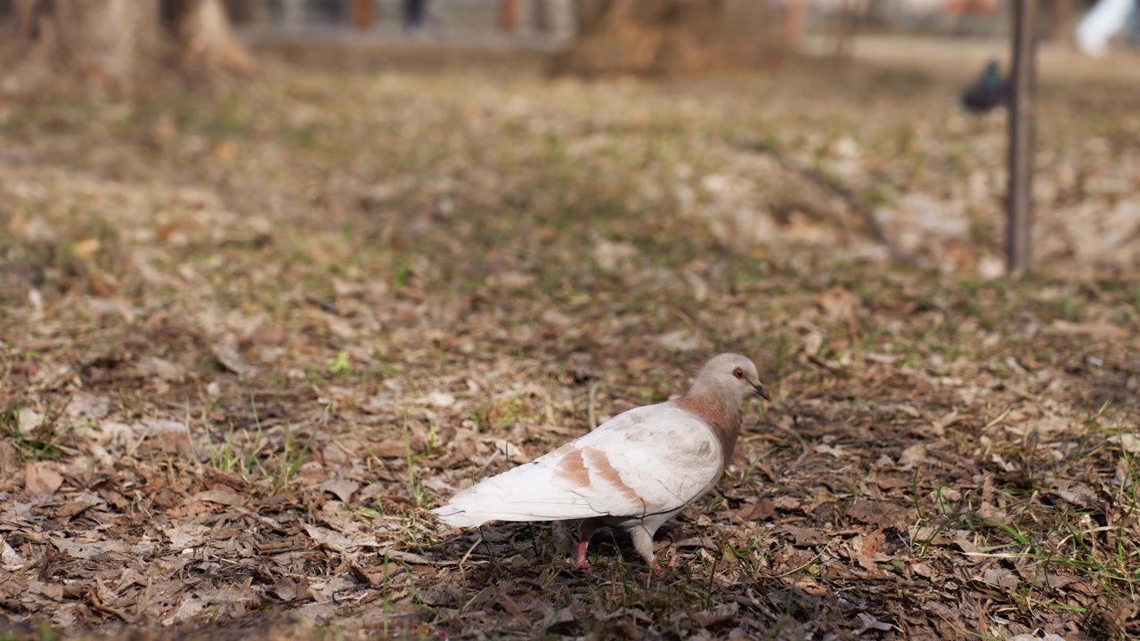 Un piccione cammina lentamente su un terreno coperto di foglie secche ed erba rada, beccando occasionalmente la superficie. Le piume bianche dell'uccello sono segnate da macchie marroni mentre si muove con passo fermo.