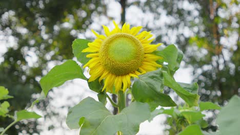 sunflower in bloom with green leaves, out of focus trees in the background, daylight