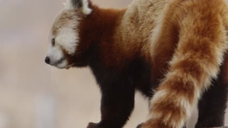 panda rojo sacudiendo la piel a cámara super lenta 120fps