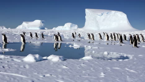 penguins on antarctic ice