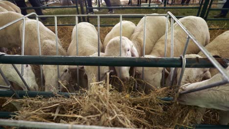 many sheared white faced hungry sheep feeding from bay feeder