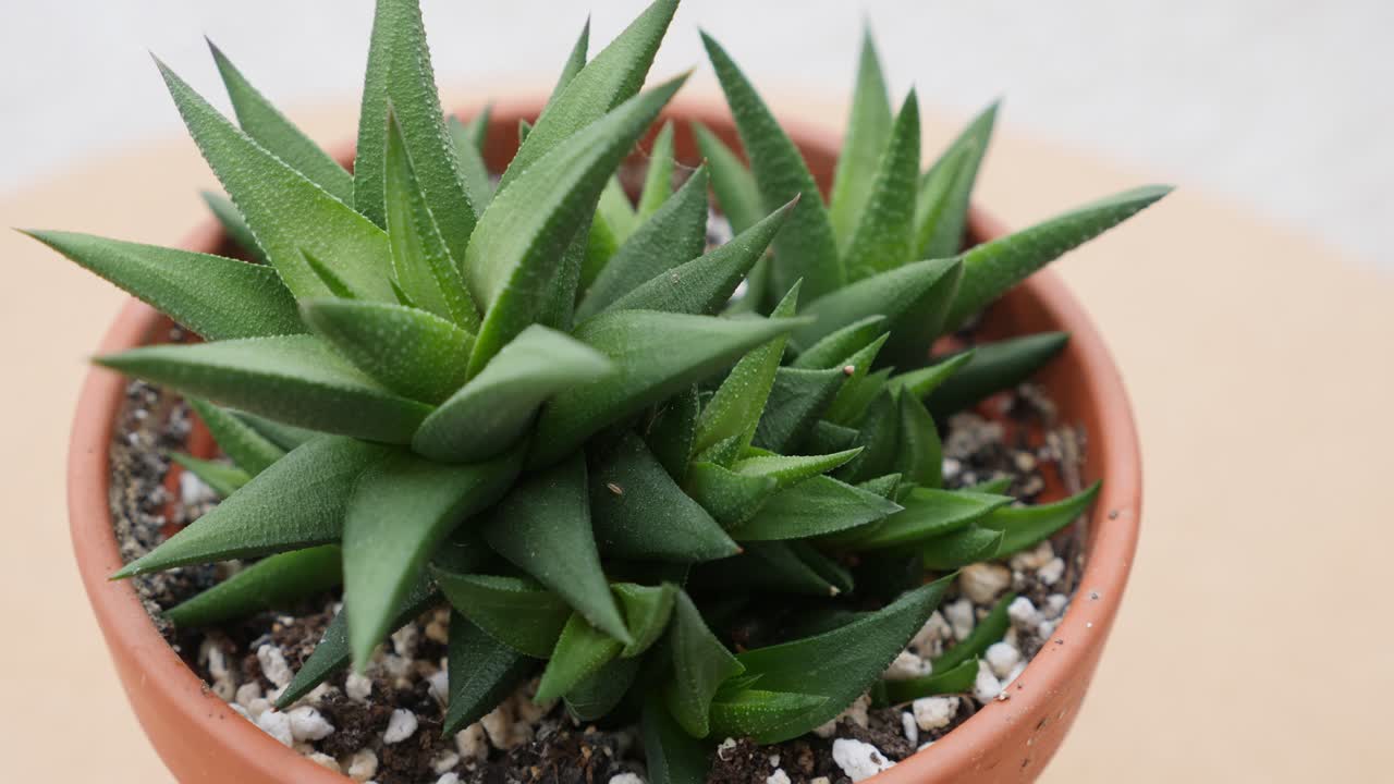 아스트롤로바 스키네리 즙이 많은